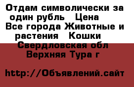 Отдам символически за один рубль › Цена ­ 1 - Все города Животные и растения » Кошки   . Свердловская обл.,Верхняя Тура г.